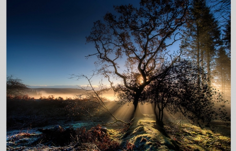 Barrie Tumbridge - Arboretum Dartmoor Mist